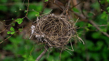  Cozy hut for small bird children in the spring forest on thin tree branches.