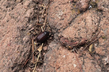 Insectos