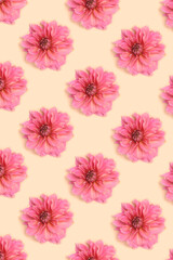 Pattern made of dahlia flower heads on a beige background.  Springtime creative concept.