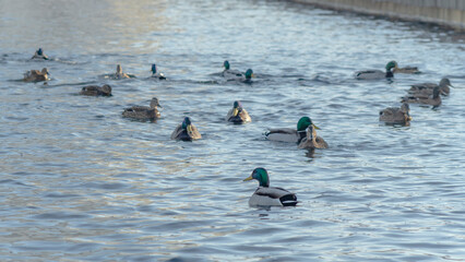Waterfowl ducks and drakes on a winter river near open water in the city. A flock of ducks in the cold water.