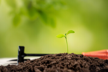young sprout on a green background, the concept of growth and development