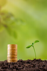 Fototapeta na wymiar young sprout next to a hill of coins, the concept of profit growth, business and economics