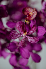 orchid purple close-up