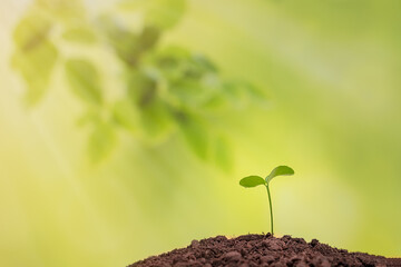 young sprout on a green background, the concept of growth and development