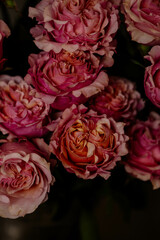 rose pink, close-up