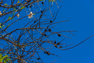 DATCA, TURKEY: Nuts and white almond tree flowers during the flowering period on a sunny day.