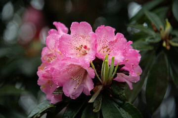 Pink Rhododendron