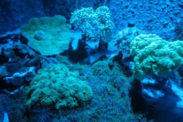 Naklejka na ściany i meble Sea anemone on a coral reef