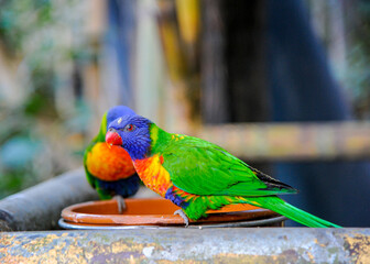 Colorful birds in Tenerife
