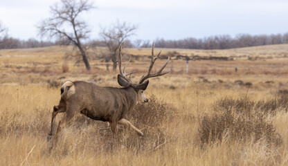 Mule Deer Buck during the Rut in Autumn in Colorado