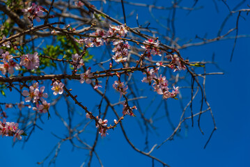 DATCA, TURKEY: Pink almond tree flowers during the flowering period on a sunny day.