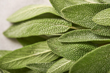 Obraz premium Sage. Bunch of fresh green leaves. Herb sage abstract texture background. Nature concepts. Soft and selective focus. Texture. Mock up. Top view with copyspace.