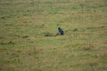 common raven (Corvus Corax) on a grass chalkland meadow 