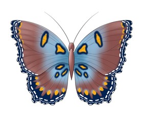 butterfly orange brown with spots isolated on white background