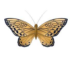 butterfly orange brown with spots isolated on white background