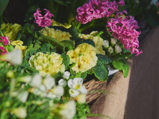A bright primrose in a wicker basket standing on burlap .