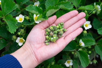 Naklejka na ściany i meble Lots of damaged strawberry buds on opened palm. Injuring berry harvest insects in countryside agricultural garden