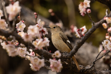 咲き誇る梅の花とジョウビタキの雌