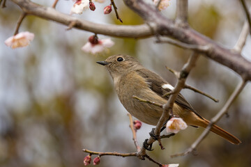 下から見る梅の木にとまるジョウビタキの雌
