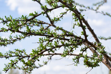 Buckthorne bush with little young leaves on long twigs branches in garden in early spring. Harvesting and cultivation eco berry trees
