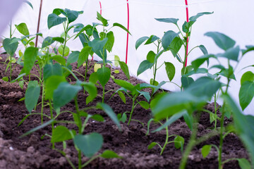 Many young plants of bell pepper planted in greenhouse, harvesting and cultivation homegrown vegetables.