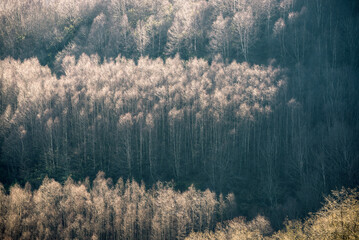 Birch trees grouped in neat copses under the weak winter light