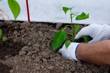 Gardener in white gloves is planting on soil ground a small plant of bell pepper with green leaves.