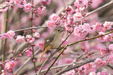 ピンクに色づく花と小鳥