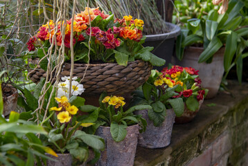 Bright primroses in stylized flower pots are placed on the stone wall.