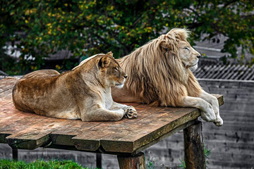 Lion and lioness on the wooden podium. Latin name - Panthera leo