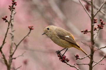 蕾に足を掛けるジョウビタキの雌