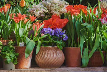 Many ceramic pots with spring flowers are arranged in a row.