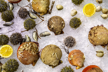 Assorted fresh raw seafoods (Oyster, Sea Urchin, Mussels and Scallops) on ice at the fish market. Fresh clams and shellfish background top view.
