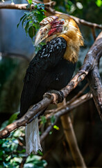 Papuan hornbill on the branch. Latin name - Rhyticeros plicatus	