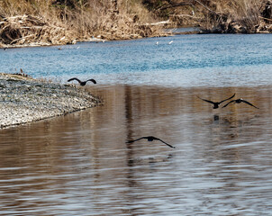 cormorant in river magra near la spezia