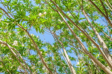 Branches of Chitalpa or Catalpa during flowering against a blue sky. Classification name is Chitalpa Tashkentensis