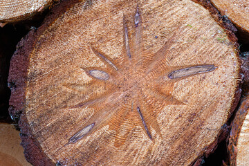 Wooden background. Cut tree cross-section close up. Macro. Texture. Pine. Deforestation