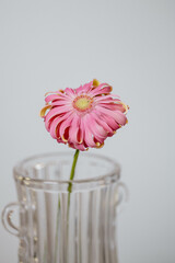 pink gerber flower on a gray background