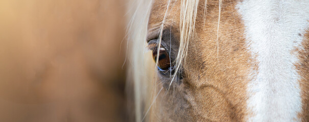 Horse banner background. Eye, horse's head close up. Palomino