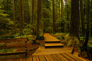 Boardwalk leading into spectacular forest hiking trail at Lynn Valley Headwaters park in BC