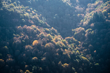 Fototapeta na wymiar Various tree species coexist on the steep forested slopes of a canyon