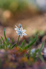 Wiosenny ogród. Biało niebieskie kwiaty puszkinii w wiosennym w ogrodzie. Małe rośliny ozdobne. Sezon wiosenny . Bajkowy ogród	. Kwiaty gwiazdki. - obrazy, fototapety, plakaty