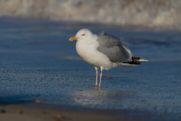Herring gull, Larus argentatus