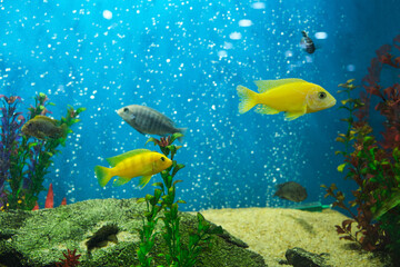 Aquarium cichlid fish in a beautiful aquarium with a blue background and bubbles.