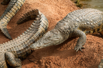 photo of crocodiles lying on rocks near a pond. Reptile and predator