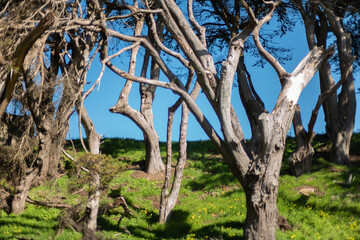Monterey pine trees in San Francisco coast Land's End with green grass and blue sky