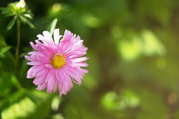 A beautiful pink aster with its petals on the green background