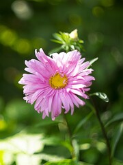 A beautiful pink aster with its petals on the green background