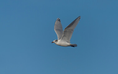 Fototapeta premium Mediterranean gull, Larus melanocephalus,