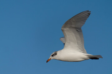 Fototapeta na wymiar Mediterranean gull, Larus melanocephalus,